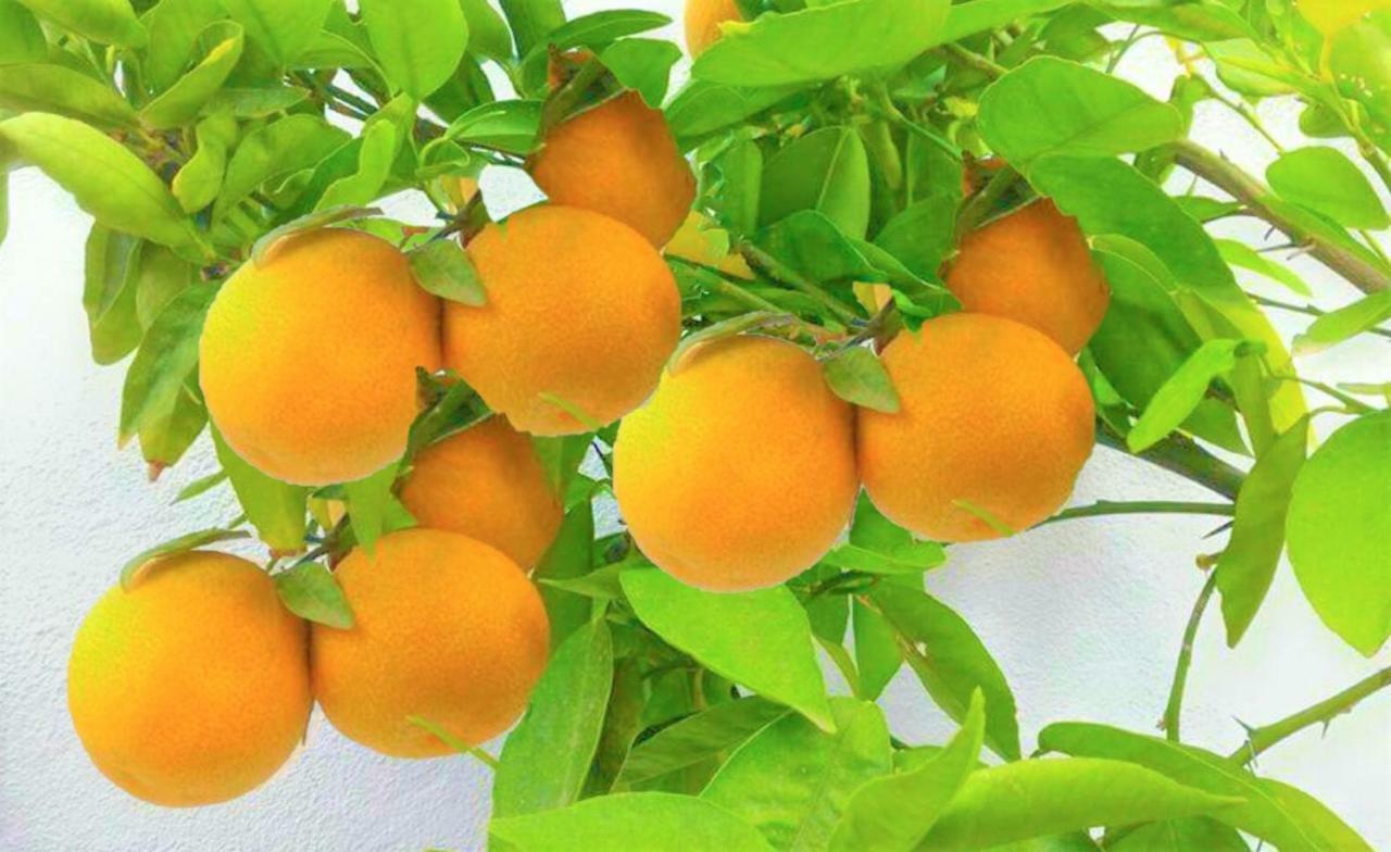 Hacienda Sol Trapiche